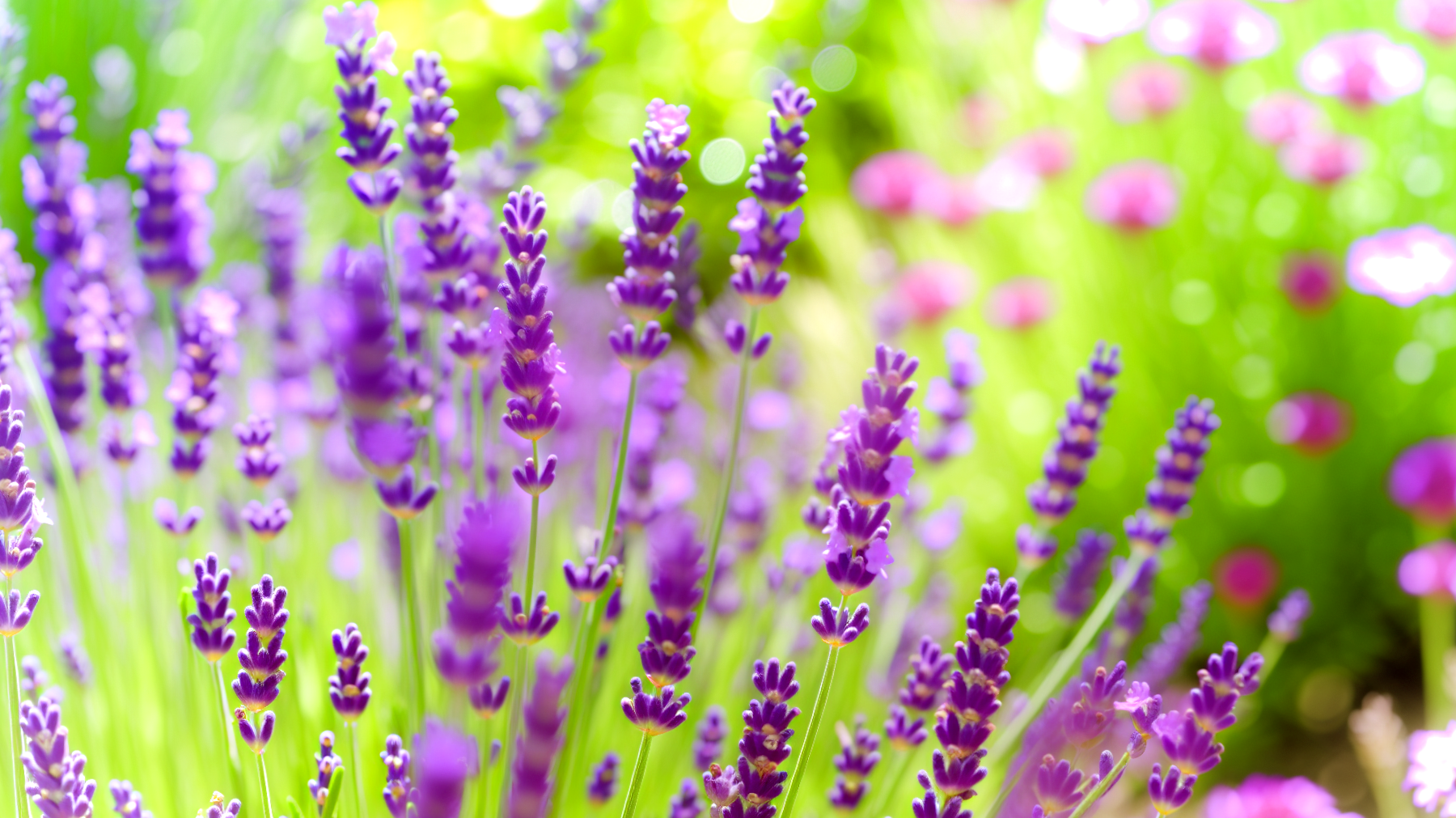 Lavanda giardino profumo"